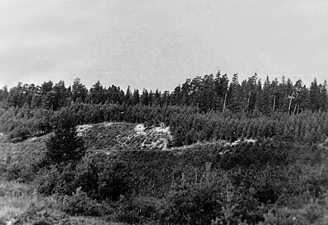 File:Andrusemäe männikud Kõpu poolsaarel 1959 [Hiiumaa Muuseum 443 F 386-ww.muis.ee].jpg